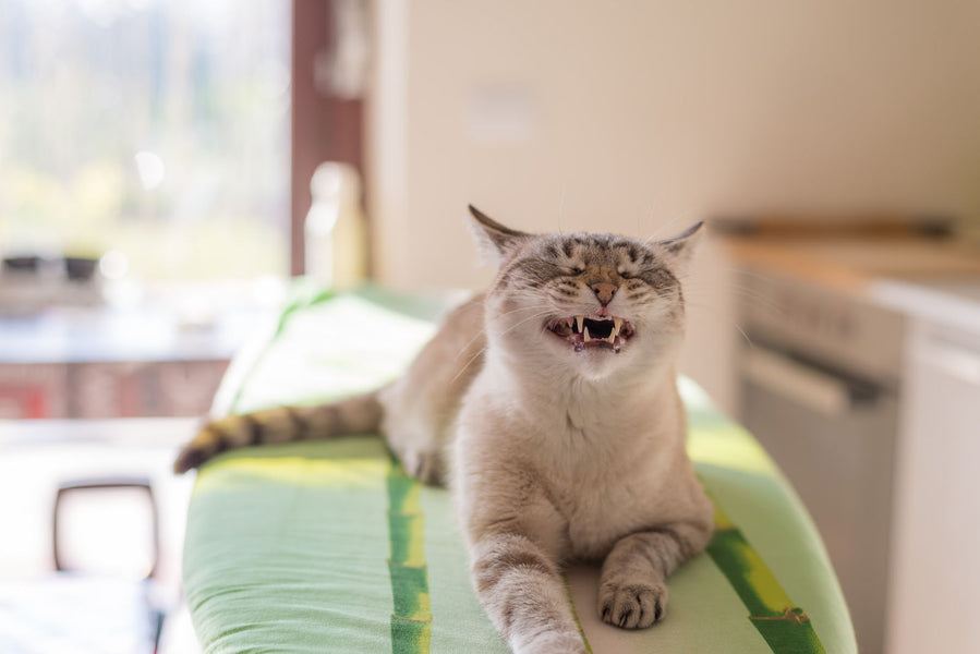 Tips on Dealing With Cat Aggression