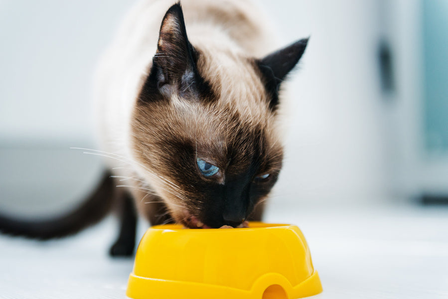 7 Reasons Your Cat Eats Too Fast and How to Slow Them Down