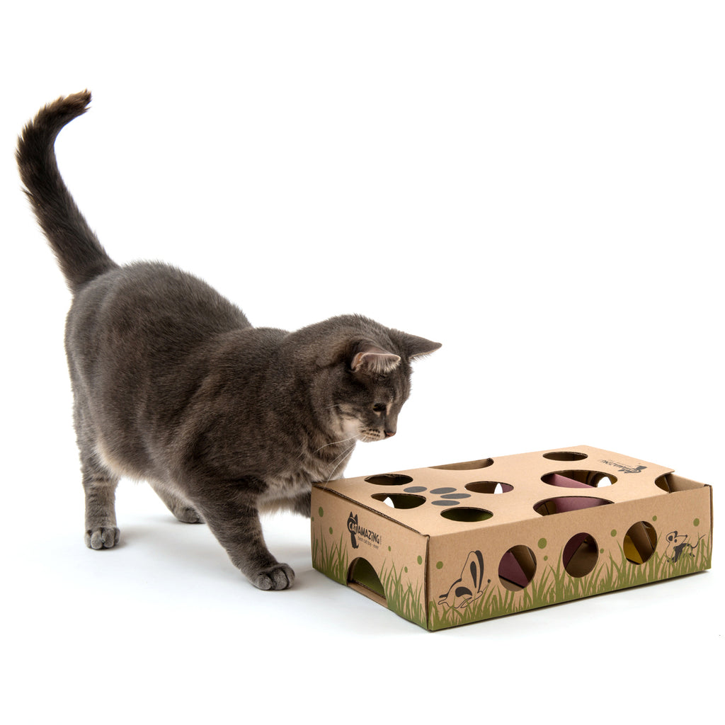 5 tips for introducing a puzzle feeder to your cat - BC SPCA