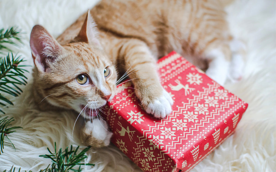Top 10 Cat Gifts for An Ameowzing Christmas