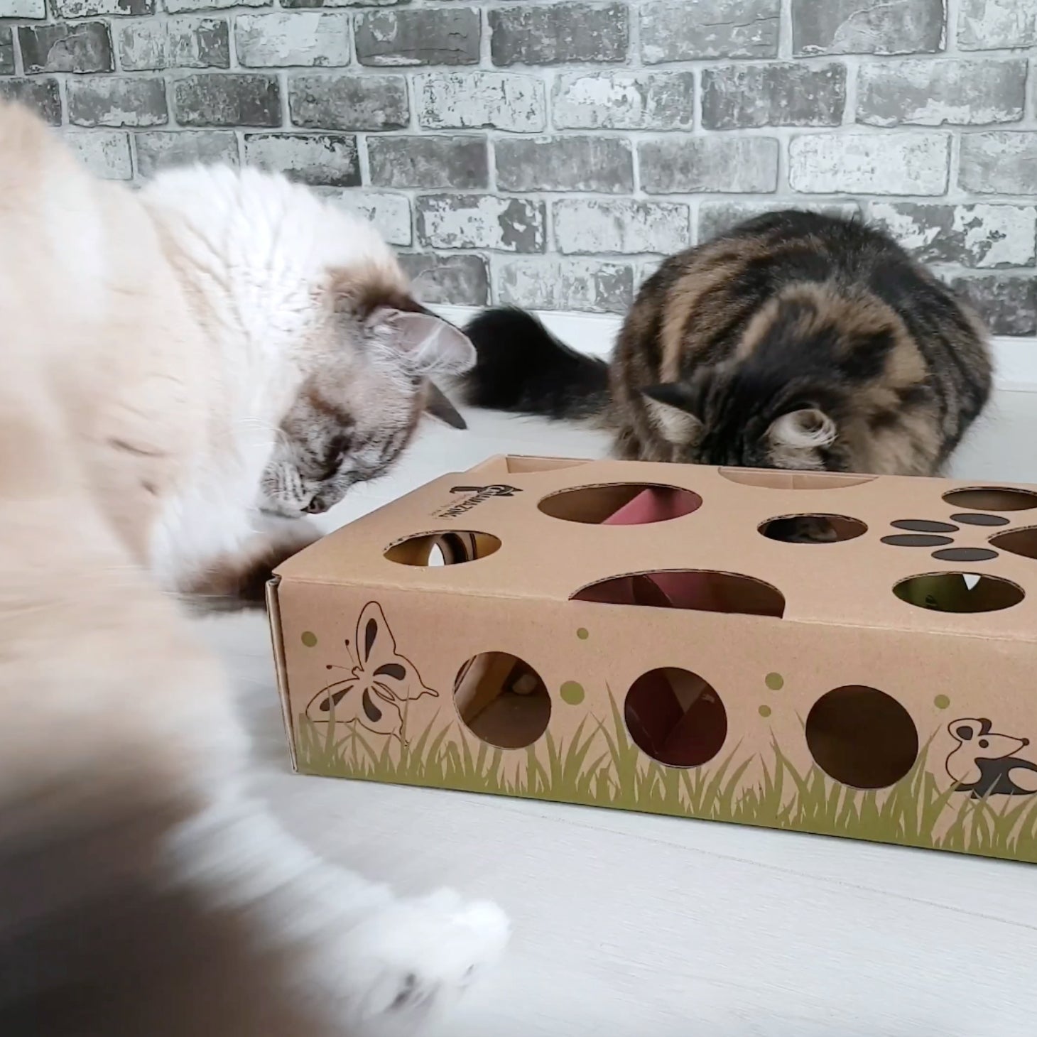 A black and a white cat playing with Catamazing Classic toy