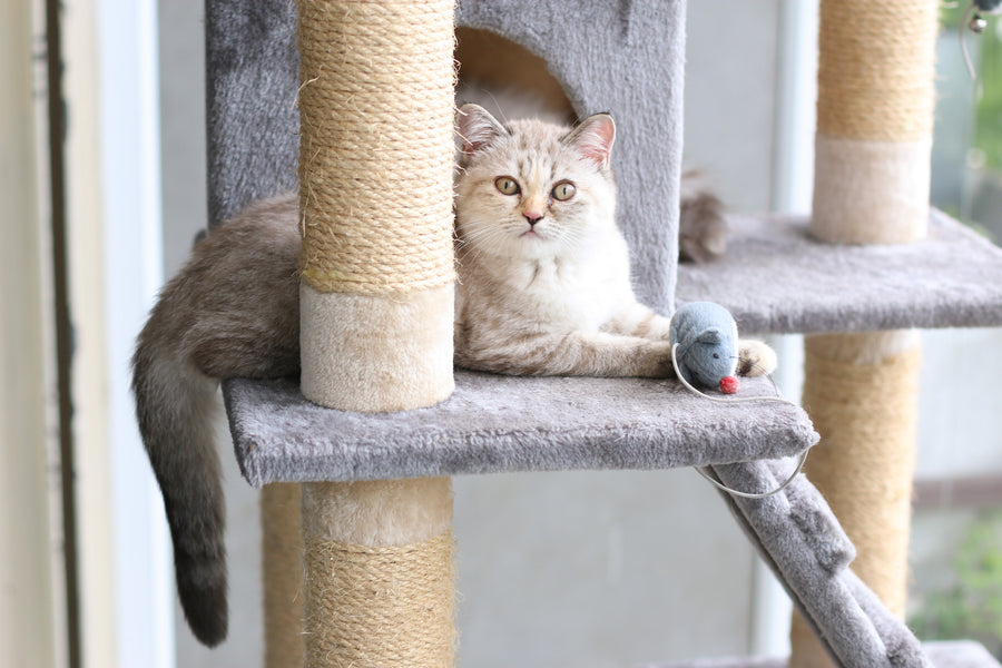 15 Ways to Exercise Your Indoor Cat (And Why It's so Important)