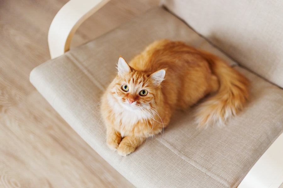 Weird Cat Behavior: What Does it Mean?