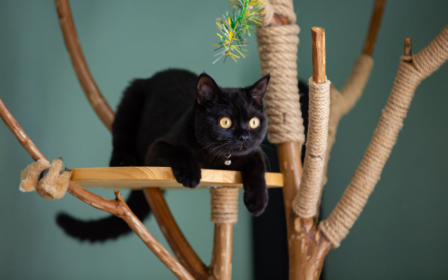 How to Create an Outdoor Experience for Your Indoor Cat