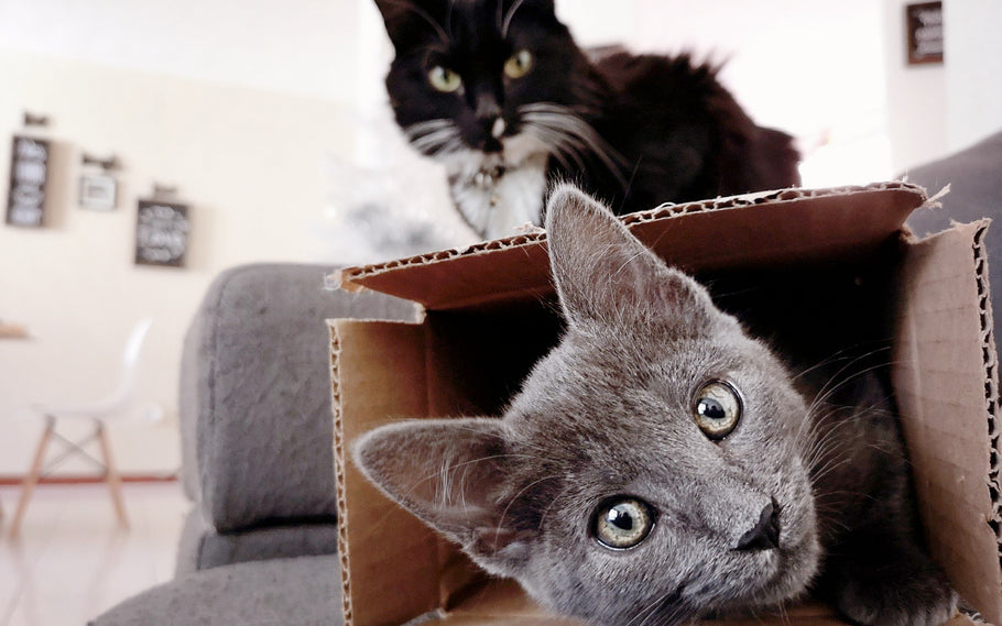 Revealed: The Real Reason Cats Like Boxes