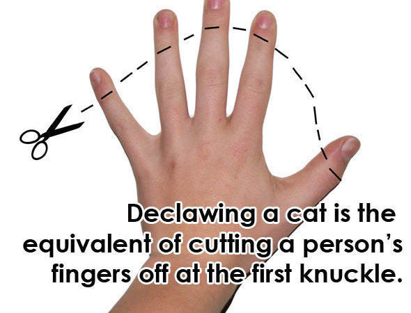 STOP!  Do Not Declaw Your Cat - Here's Why: