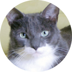 https://catamazing.com/cdn/shop/files/Cat-Amazing-Crew-Mooky.png?v=1613669147