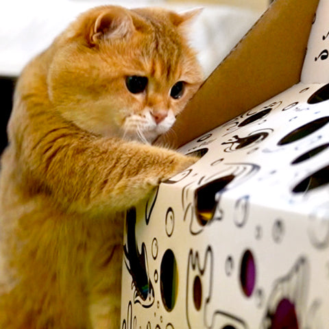 Cat Amazing - Sliders Interactive Cat Toy and Puzzle Feeder - Katzenworld  Shop