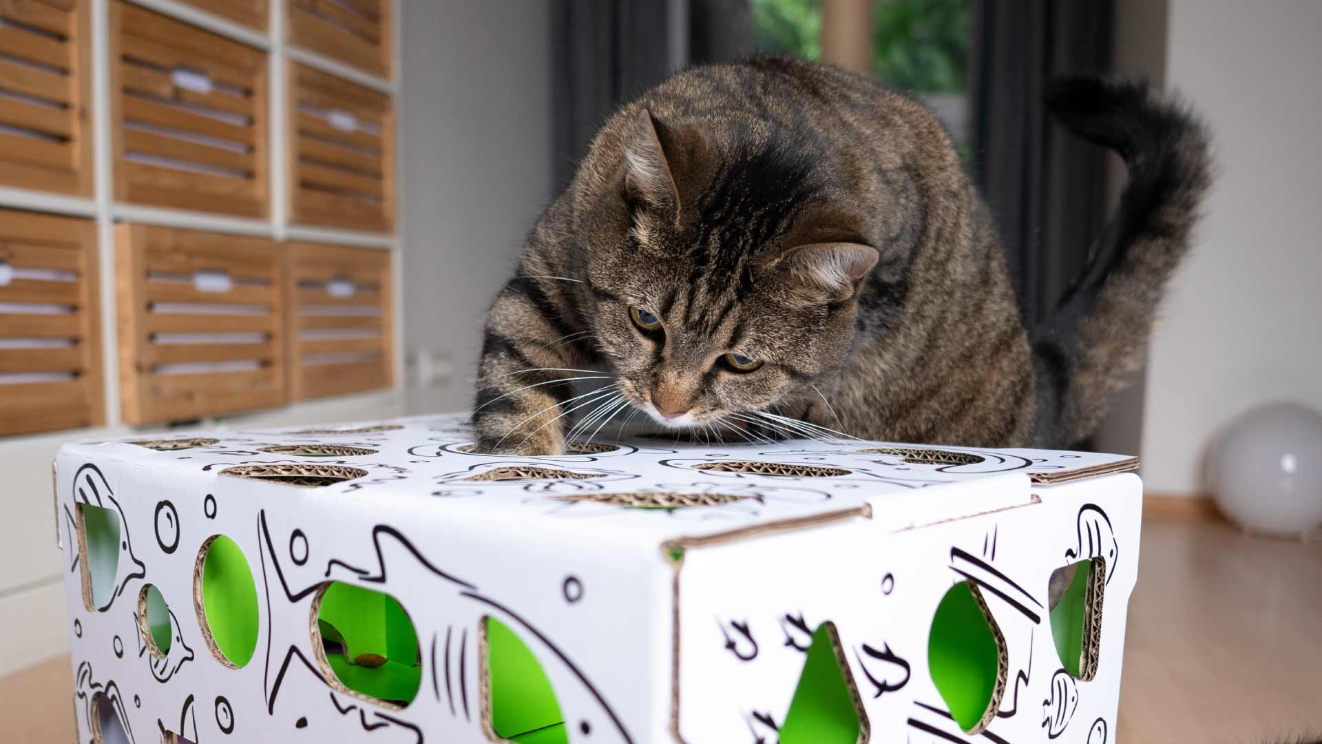 Puzzle Toys for Cats* from Cat Amazing! Classic and Slider Toys Review, Are They Worth It?