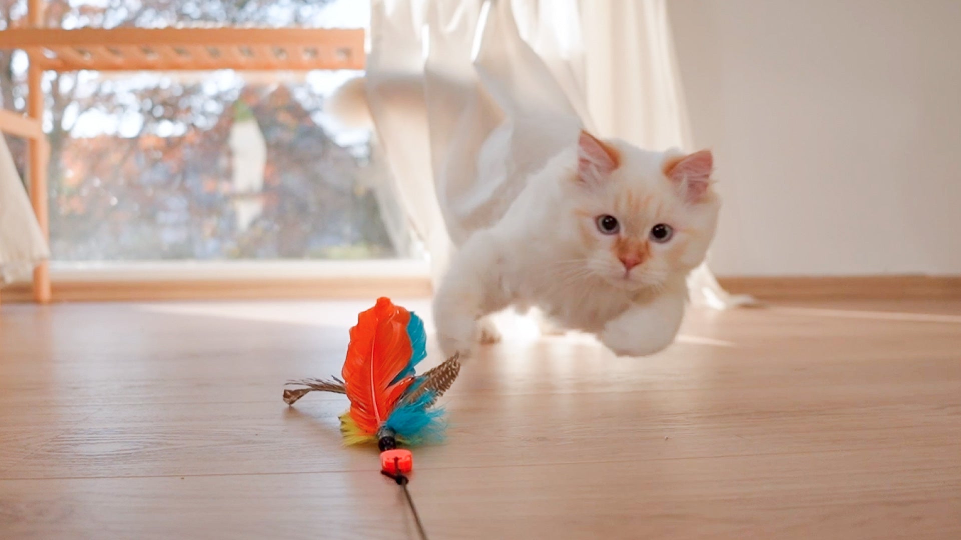 The Best Puzzle Toys and Games for Cats